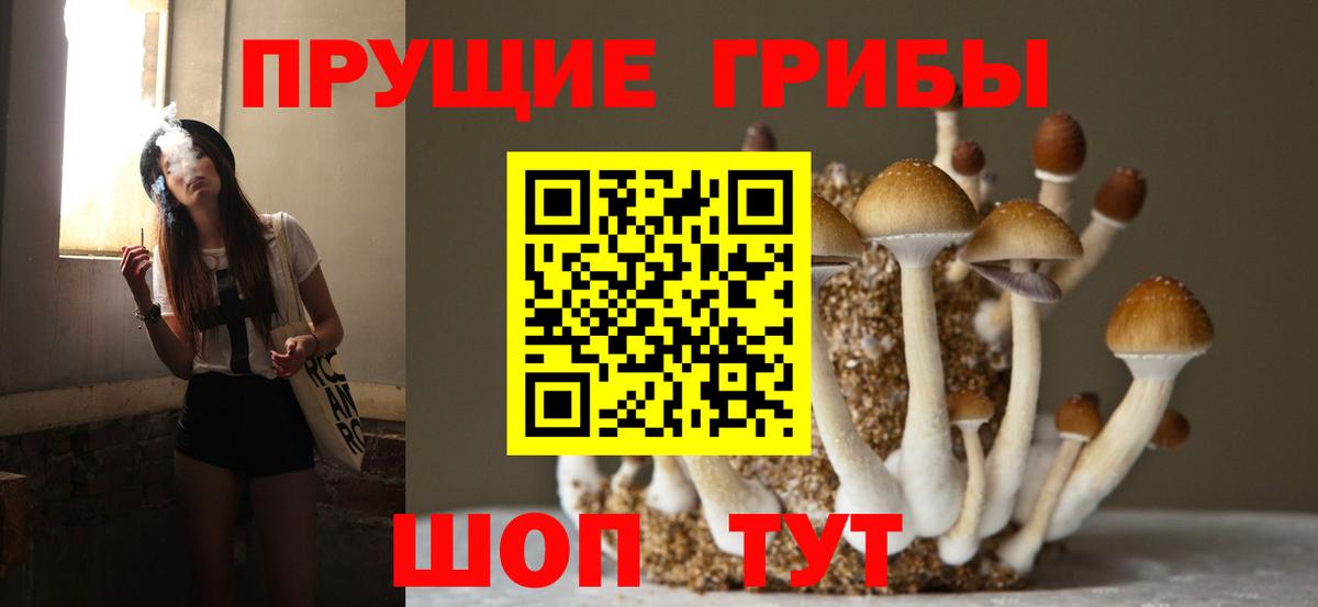 Галлюциногенные грибы Psilocybine cubensis  Вход с VPN  Чапаевск 
